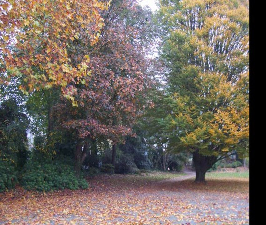 Couleurs d'automne