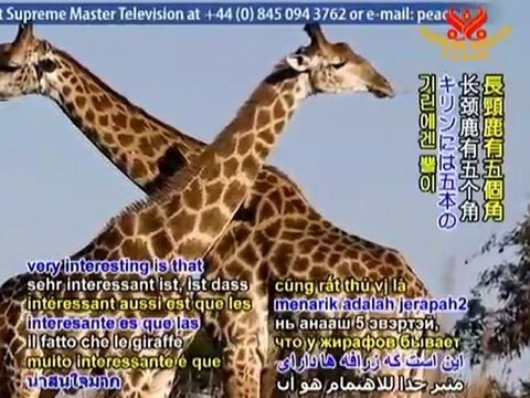 Meet the Animals of the Uganda Wildlife Education Center-2/3