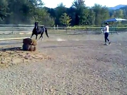 Saut d'obstacle CW Rih ETALON PUR SANG ARABE NOIR