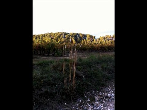 My secret garden Depeche Mode  Near the Camargue, bulls and snails in the countryside