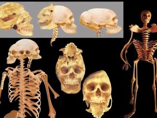 Evolutionists' transitional form deceit