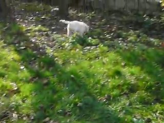 Balade des bébés dans le jardin