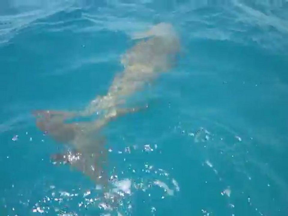 Dugong