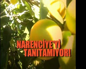 ERZİN NARENCİYE FESTİVALİ DUYURU | HaberErzin.Com