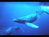 Le Chant des Baleines