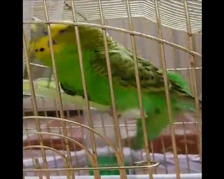 Horon Tepen Muhabbet Kuşu