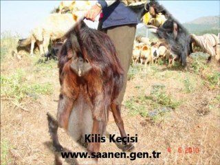 kilis-kecisi,kilis keçisi özellikleri,kilis keçisi yetiştiriciliği