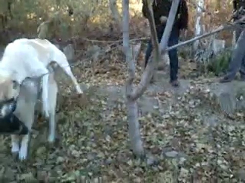 polisin ALACAN,nın ilk deneme maçı