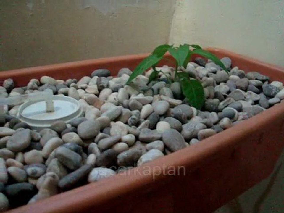 Uzun saksıda Aeroponic sistemi ile Evsera uygulaması