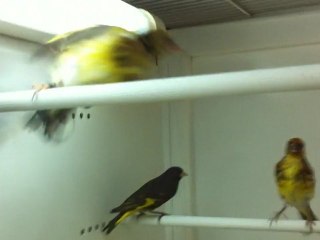 chardonneret jaune et tarin noir de Bolivie