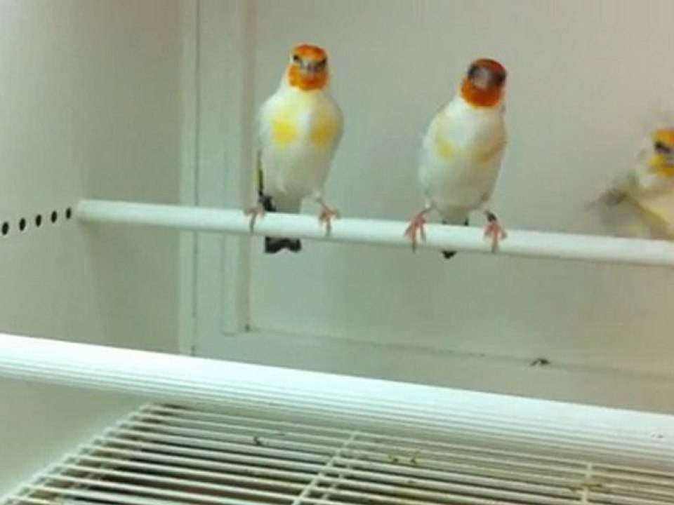 chardonneret mutation tête blanche tel 0493146068