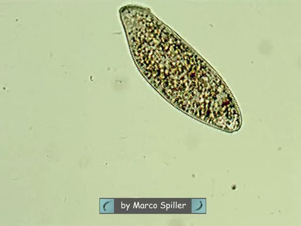 Spathidium
