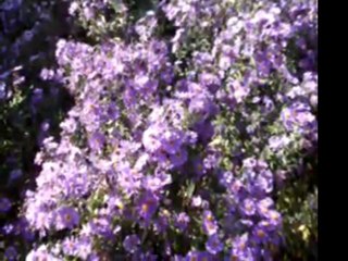 Nedim varol, Tufanbeyli, Adana, (osman gökdemir. 2011 )