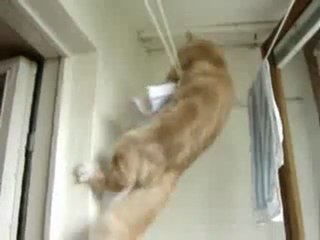 Ce chat se promène sur une corde à linge !!!!!!