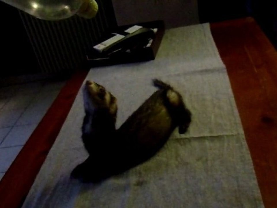 machin'' les furets de la deuxieme chance 12novembre2011''