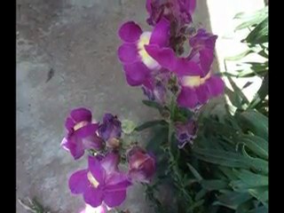 No Blues Black Cadillac _N