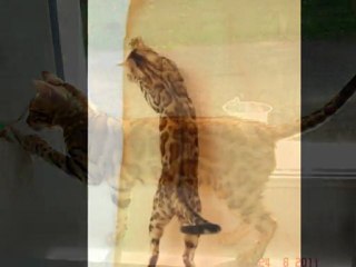 Notre très belle Risen !