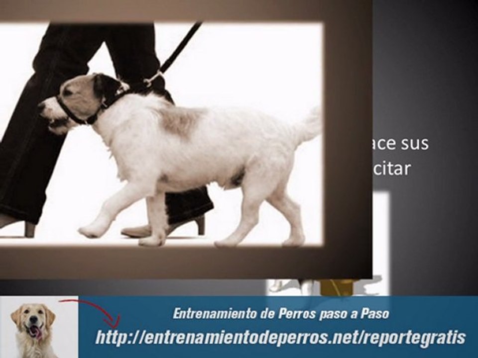 Curso Virtual de Adiestramiento Canino