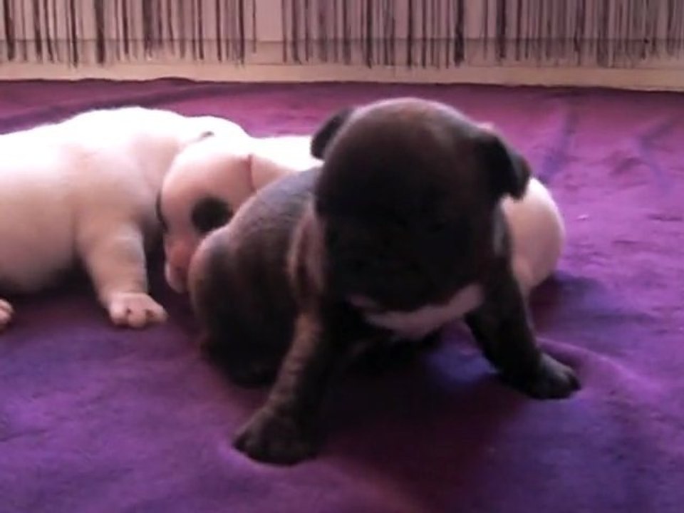 Litter G - DIAM's & HAYDEN - Born October, 17th 2011