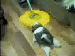 0396 - Compilation Animaux les plus drôles du Net