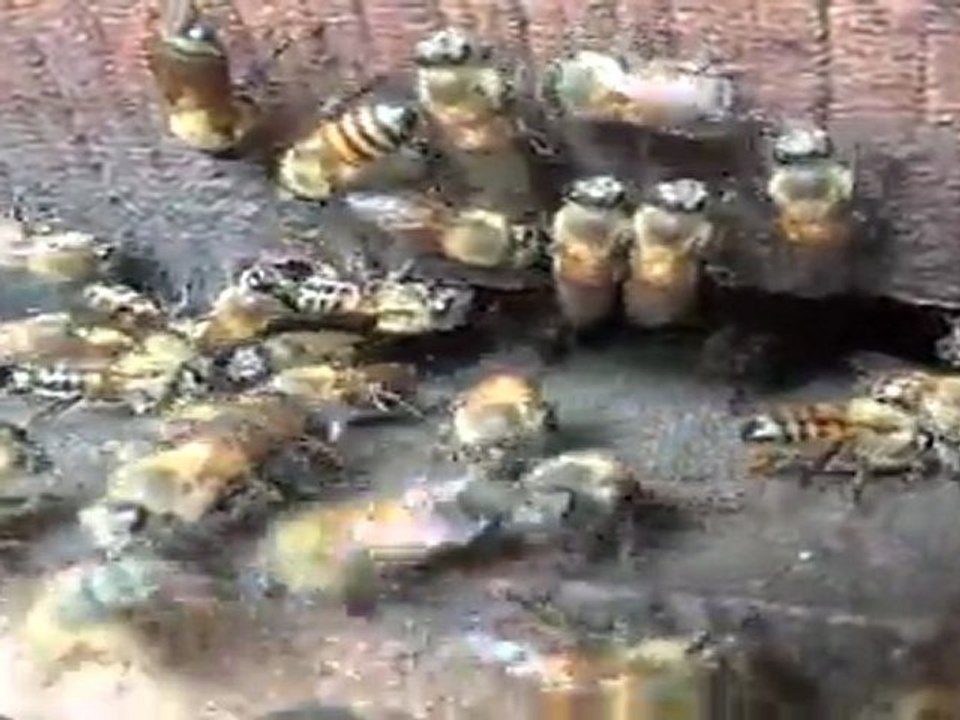 abeilles benin