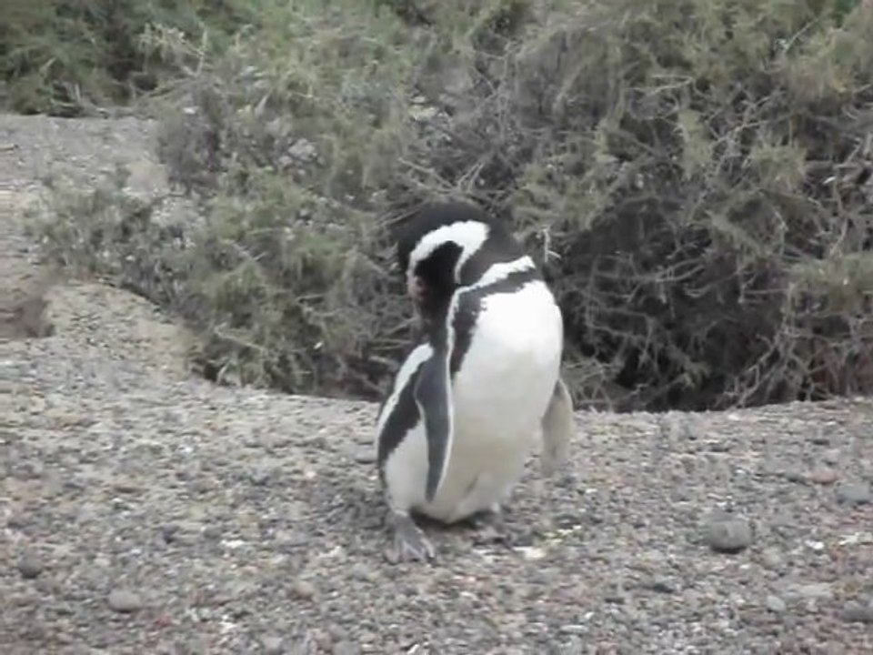 Manchot Magellan : Punta Tombo