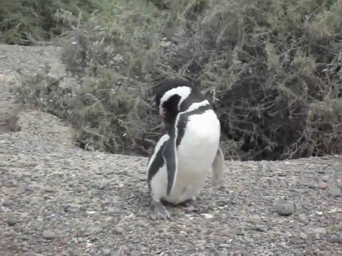 Manchot Magellan : Punta Tombo