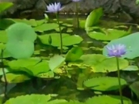 yolumislam.net (Alem Sana Hayrandır Efendim)