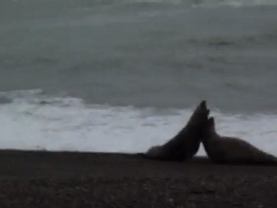 "Combat" d'éléphants de mer