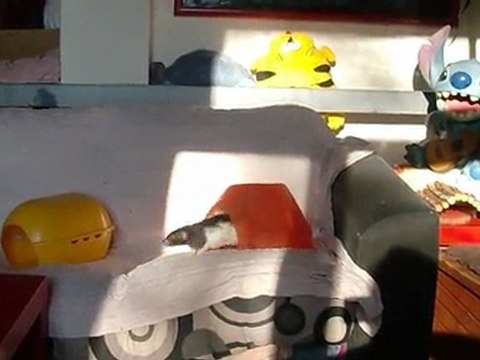 Yela & Bebop jour 3 vidéo 1