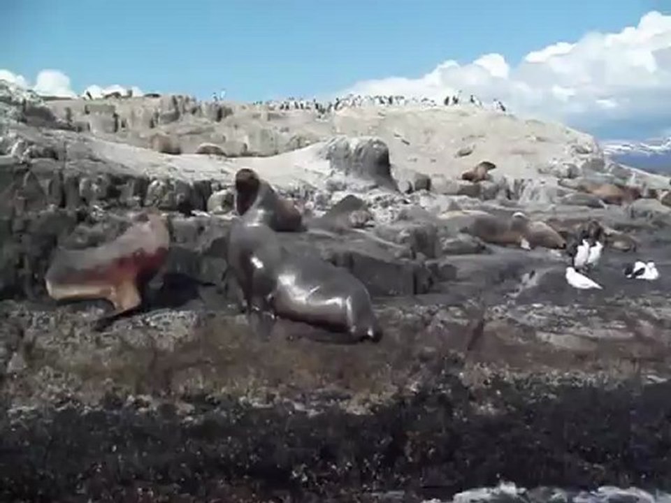 Sea Lions in Beagle Channel