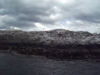 Colonie de Cormorans : Beagle Channel