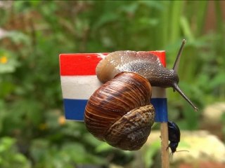 WE DID IT TOGETHER  -  Snail & Beetle reaching Mt. Potato's summit
