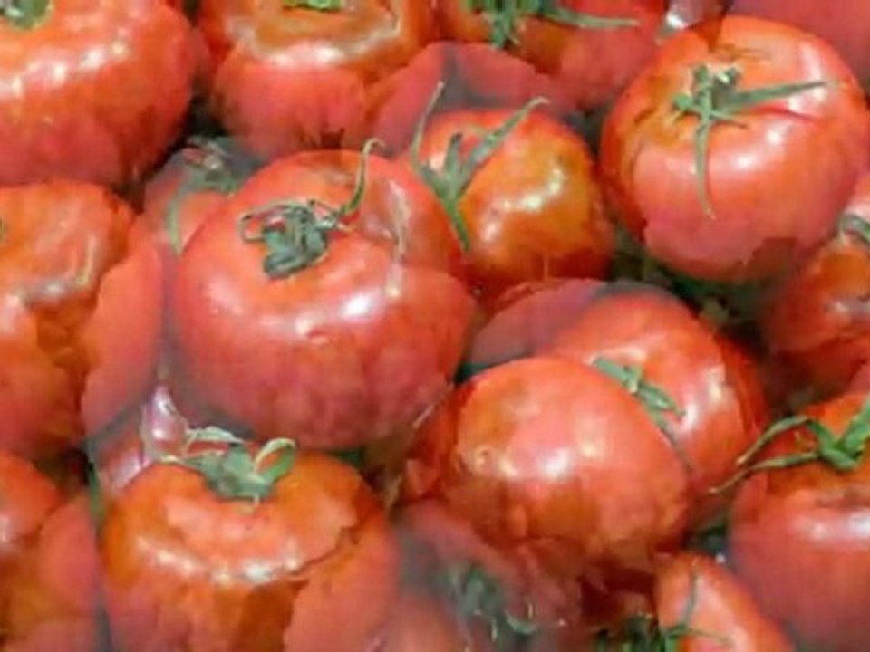 Cuidados para tu cuyo,cuilos o conejillos de indias Parte 1 (Lo que deben de comer ellos) (: