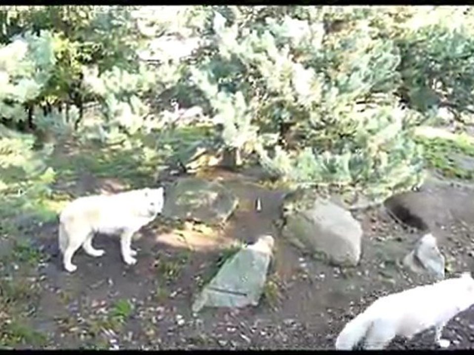 Les loups Zoo Amnéville suite