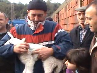 OF KAYMAKAMI 50 AİLEYE 500 OF KOYUNU  DAĞITTI