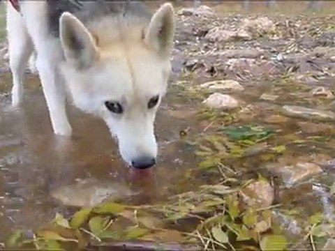 12.11.11 encuentro mushing