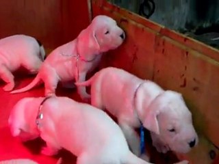 Les chiots fimés à 20 jours