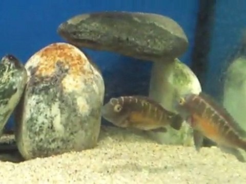 F0 Tropheus Moori Katoto Kolonim