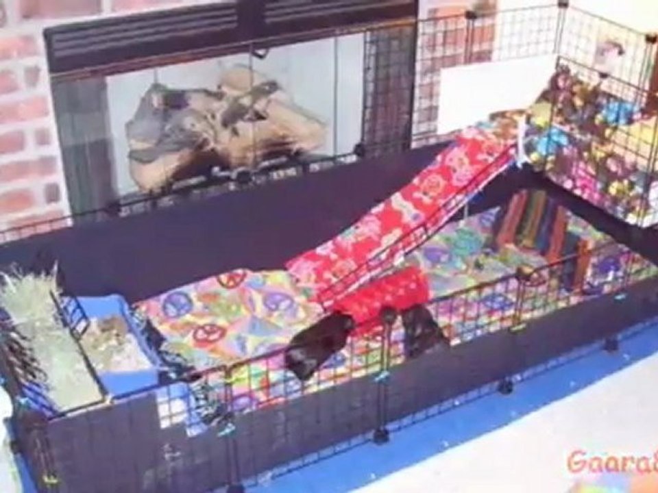 Cuidados para tu cuyo,cuilos o conejillos de indias Parte 1 (La jaula o alojamiento) (: