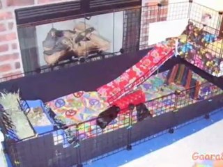 Cuidados para tu cuyo,cuilos o conejillos de indias Parte 1 (La jaula o alojamiento) (: