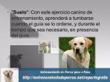 Entrenamiento de Perros Pequeños