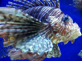 INSTITUT OCEANOGRAPHIQUE MONACO OCTOBRE 2011 Vidéo HD