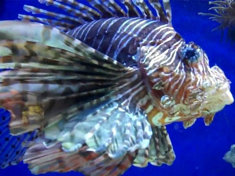 INSTITUT OCEANOGRAPHIQUE MONACO OCTOBRE 2011 Vidéo HD