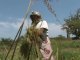 Madagascar: les baobabs sauvés des eaux grâce à une ONG