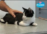 Conseils véto - Comment transporter un chat blessé ?