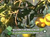 MUĞLA NARENCİYE ÜRETİMİNDEEGENİN LİDERİ 11.11.2011