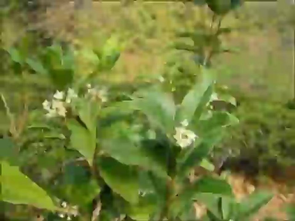 Speedvidéo : Infusion de Thé ( F.N ) .