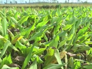 Les casquettes rouges d'Awely