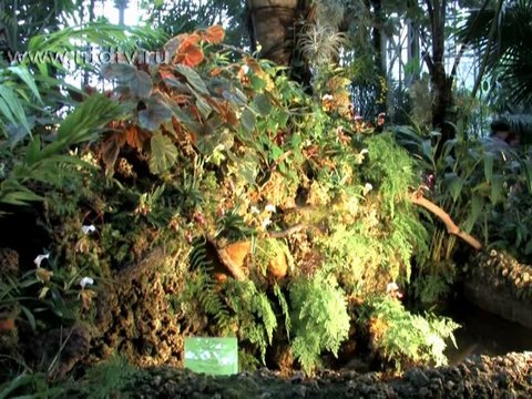 Редкие виды орхидей показали в Петербурге